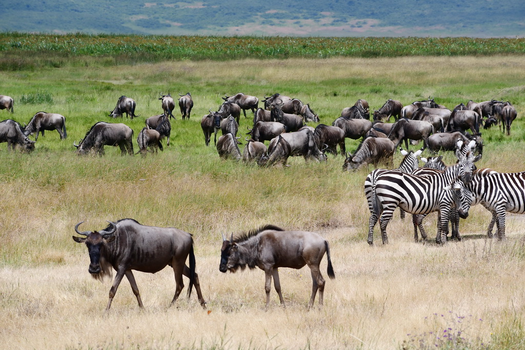 Ngorongoro Crater